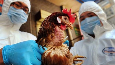 انفلوزا الطيور