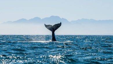 L'ONU: Premier traité pour protéger la biodiversité en haute mer