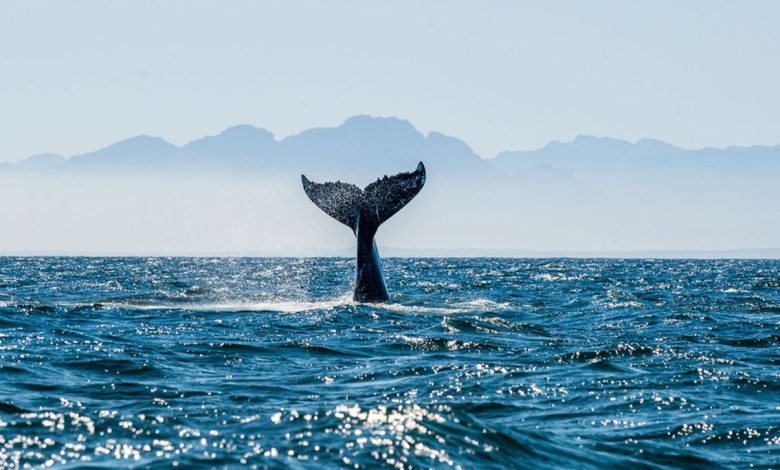 L'ONU: Premier traité pour protéger la biodiversité en haute mer